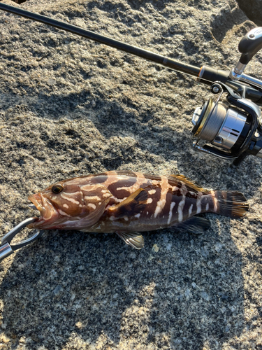 クエの釣果