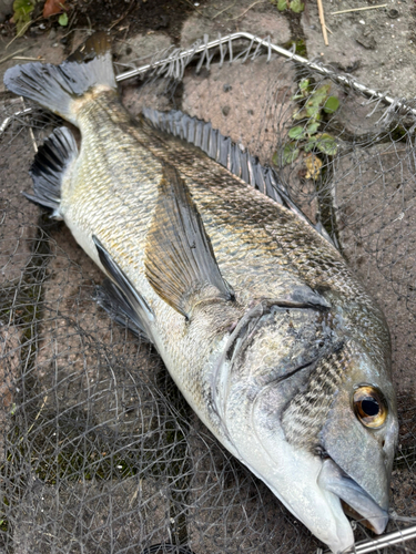 チヌの釣果