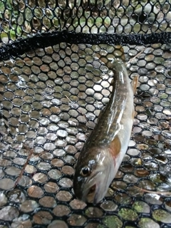 ヤマトイワナの釣果