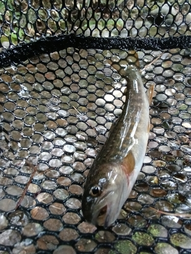 ヤマトイワナの釣果