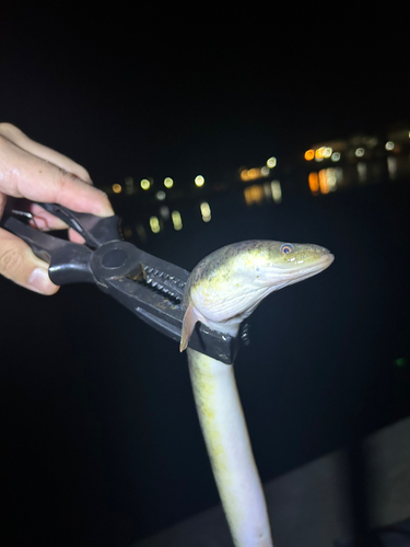 ウナギの釣果