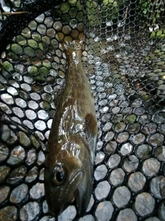 ヤマトイワナの釣果