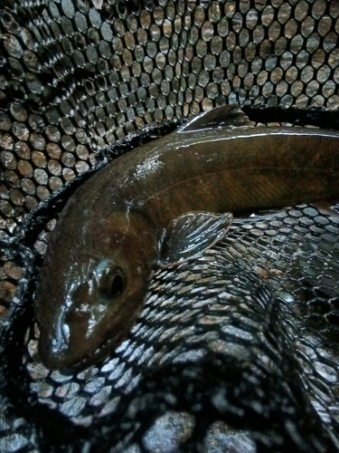 ヤマトイワナの釣果