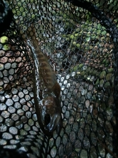 ヤマトイワナの釣果