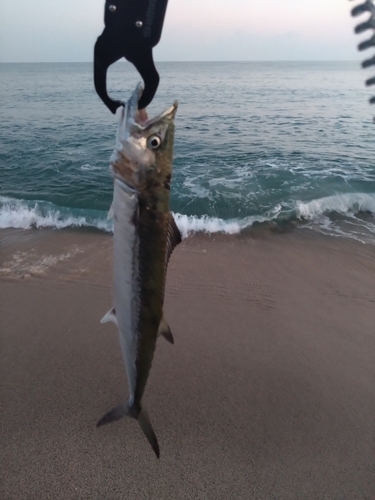 サゴシの釣果