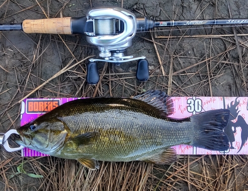 スモールマウスバスの釣果