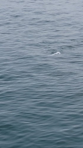 シュモクザメの釣果