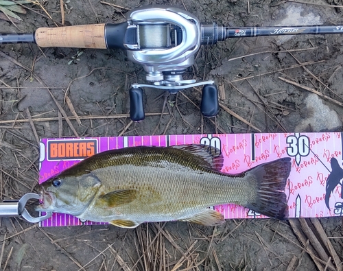 スモールマウスバスの釣果