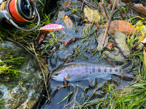 ヤマメの釣果