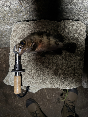 シロメバルの釣果