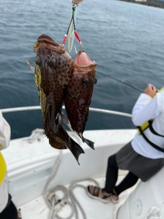 オオモンハタの釣果