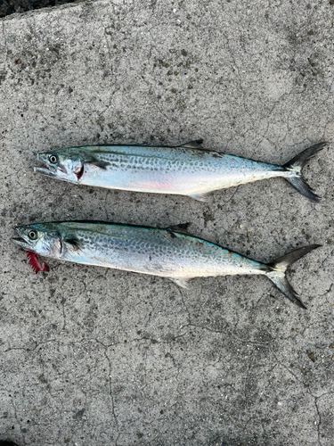 サゴシの釣果