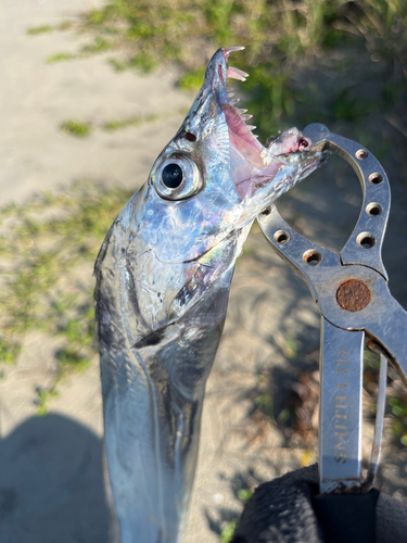 タチウオの釣果