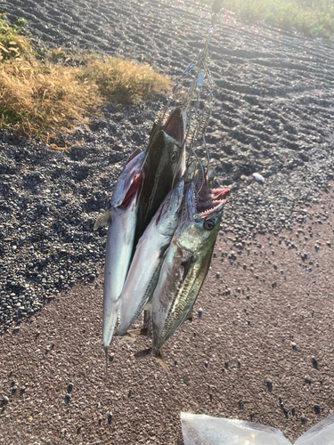 サゴシの釣果