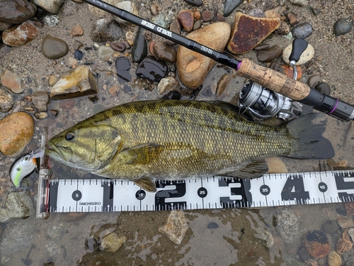 スモールマウスバスの釣果