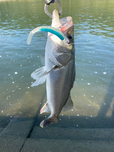 フッコ（マルスズキ）の釣果