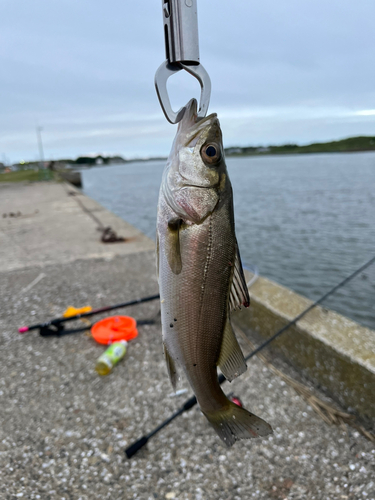 セイゴ（マルスズキ）の釣果