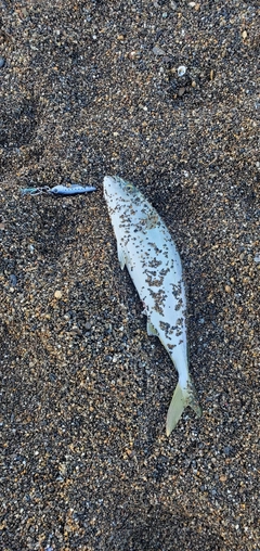 ワカシの釣果