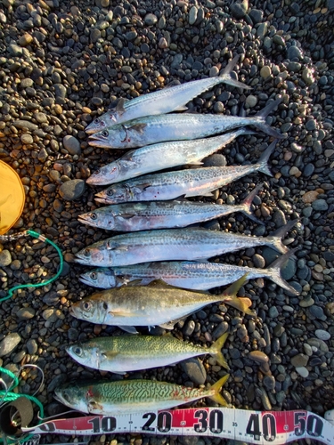 サゴシの釣果