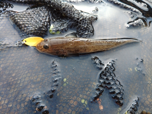 マハゼの釣果