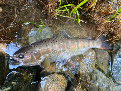 ヤマメの釣果