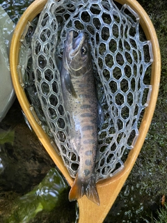 ヤマメの釣果