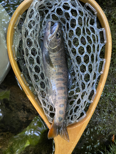 ヤマメの釣果