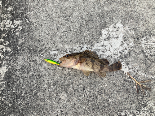 タケノコメバルの釣果