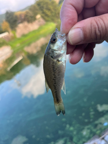 ラージマウスバスの釣果