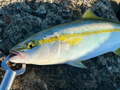 フクラギの釣果