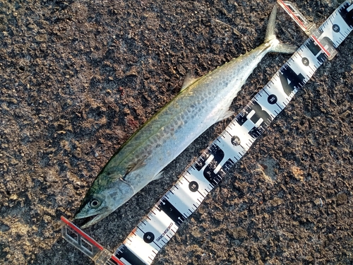 サゴシの釣果