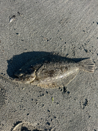 ソゲの釣果