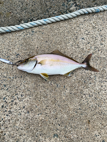 ショゴの釣果