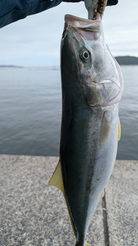 横浦漁港