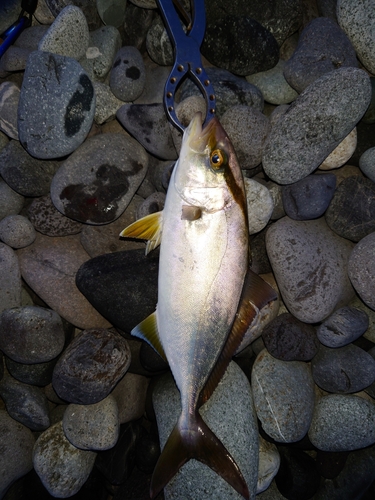 ショゴの釣果