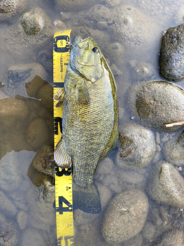 スモールマウスバスの釣果