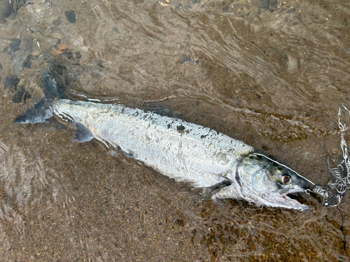 アキアジの釣果