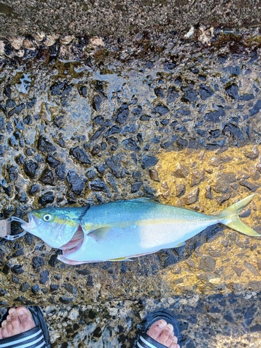 ヤズの釣果