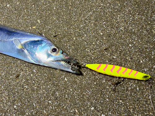 タチウオの釣果