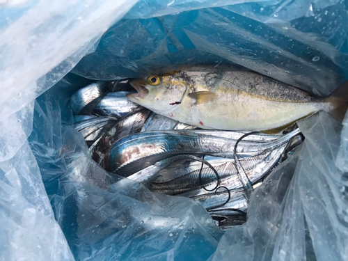 タチウオの釣果