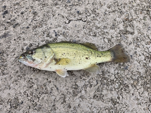 ラージマウスバスの釣果