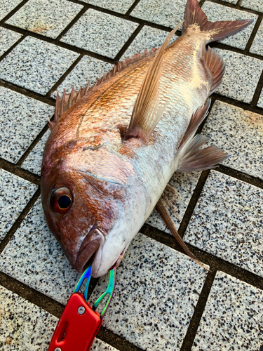 マダイの釣果