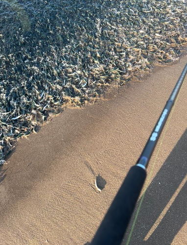 カタクチイワシの釣果