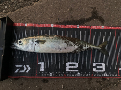 サバの釣果