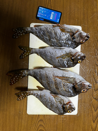 タカノハダイの釣果