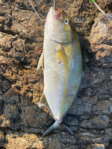 ショゴの釣果