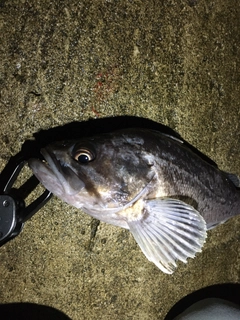 クロソイの釣果