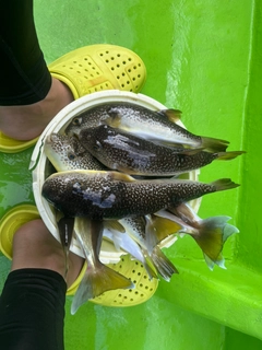 ショウサイフグの釣果