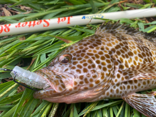 オオモンハタの釣果