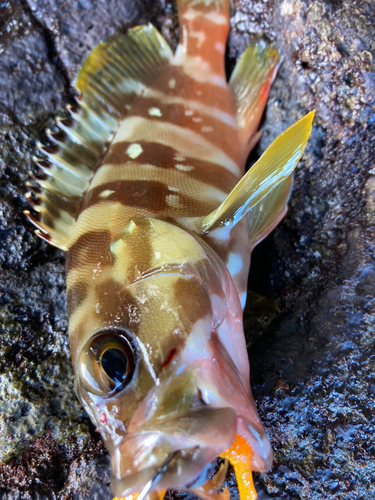 アカハタの釣果